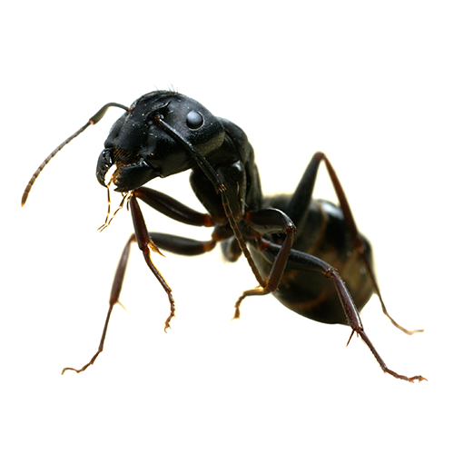 Carpenter Ants
