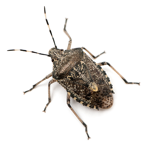 Stink Bugs