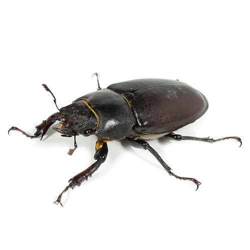 Beetles