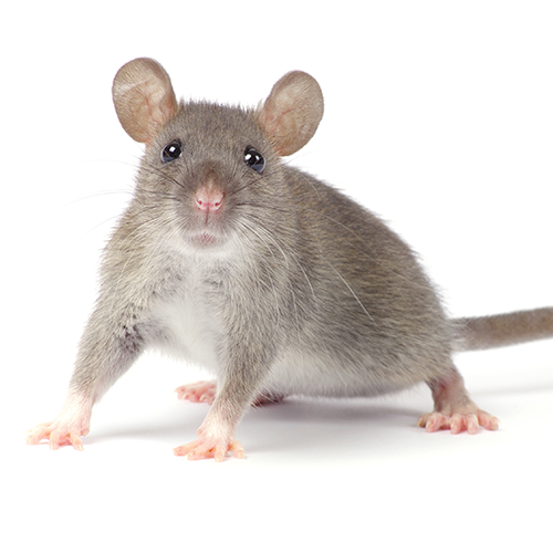 Rodents