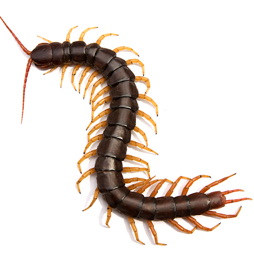 Centipedes