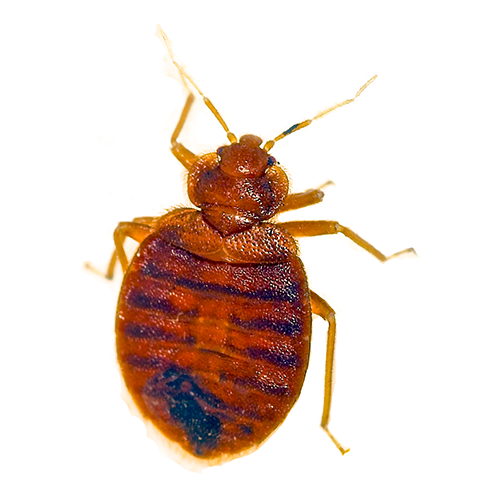 Bed Bugs