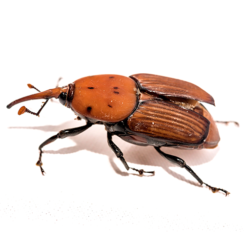 Weevils