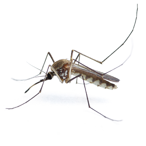 Mosquitos