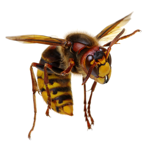 Hornets