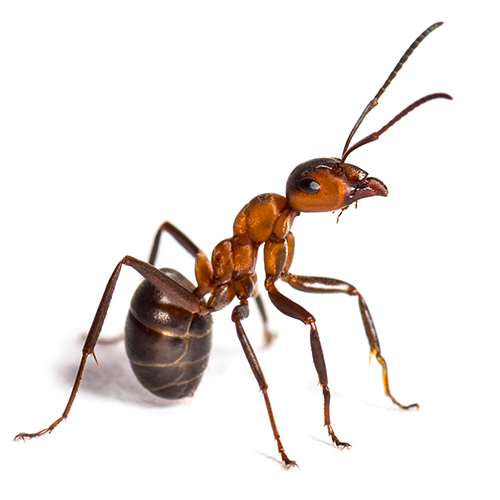 Ants