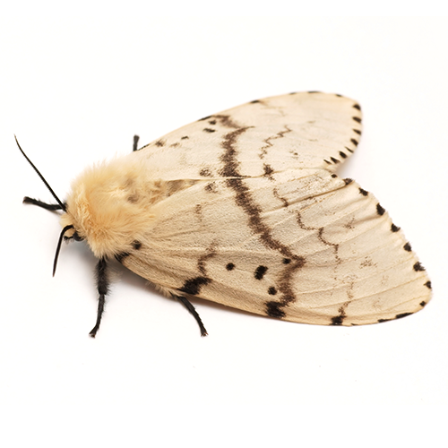 Moths