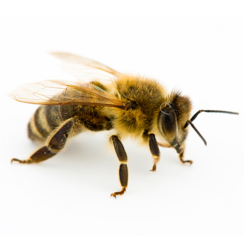 Bees