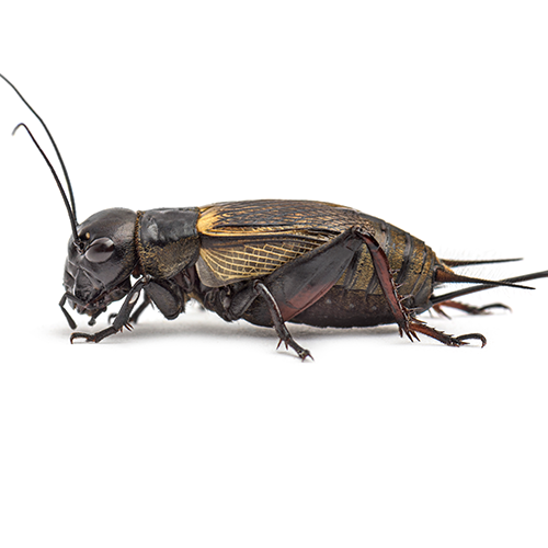 Crickets