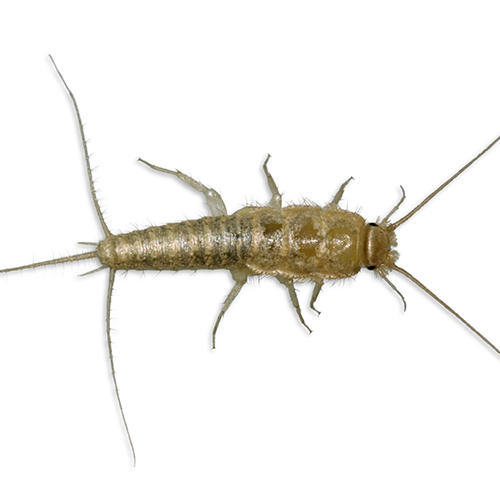 Silverfish