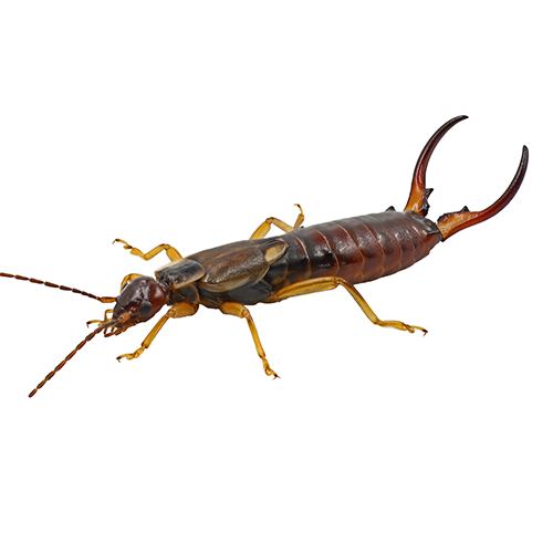 Earwigs