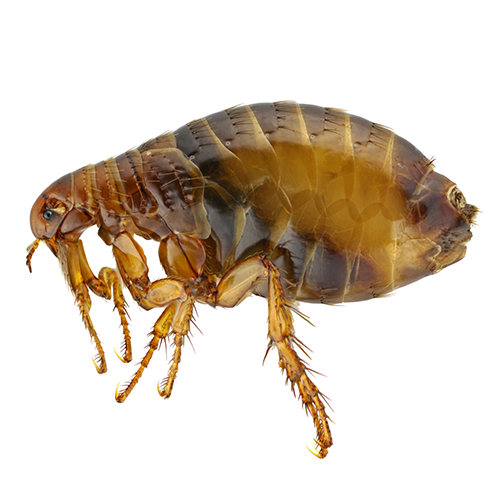 Fleas