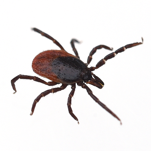 Ticks