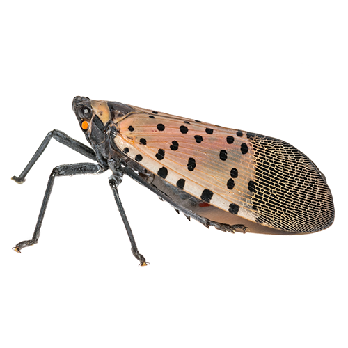 Spotted Lanternfly