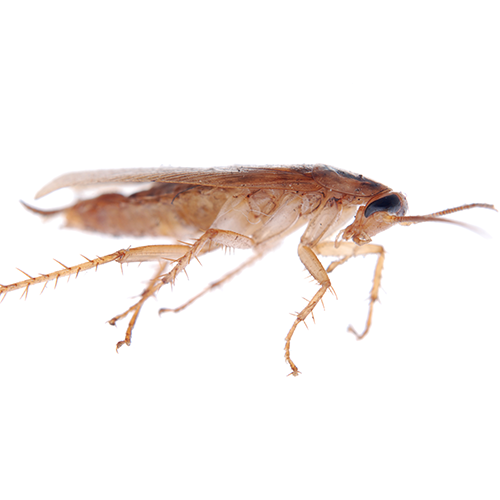 Cockroaches