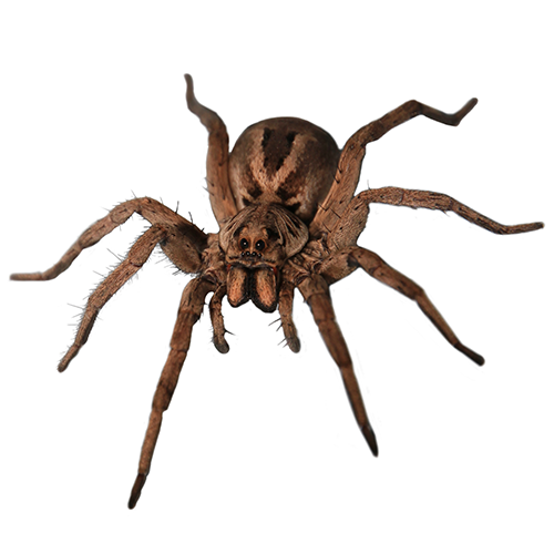Spiders