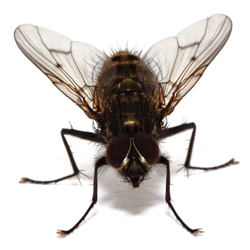 Flies