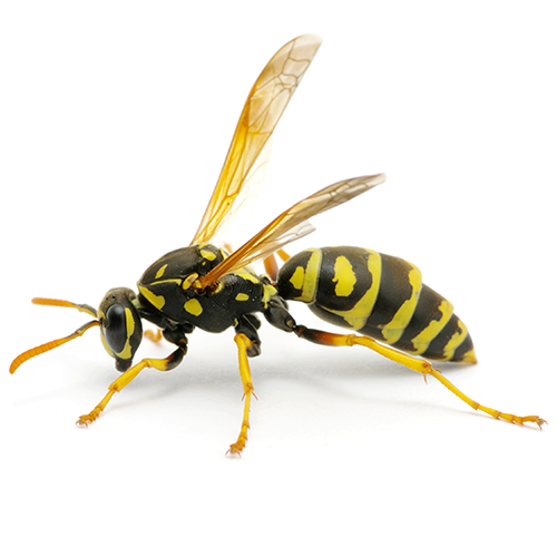 Wasps